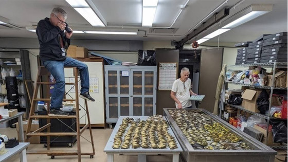 نفوق 1000 طائر نتيجة تصميم هندسي في شيكاغو! صورة رقم 4