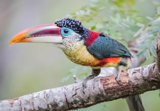 صور: تعرفوا إلى 10 من أغرب الطيور الموجودة التي لم تعرفوها من قبل! صورة رقم 1