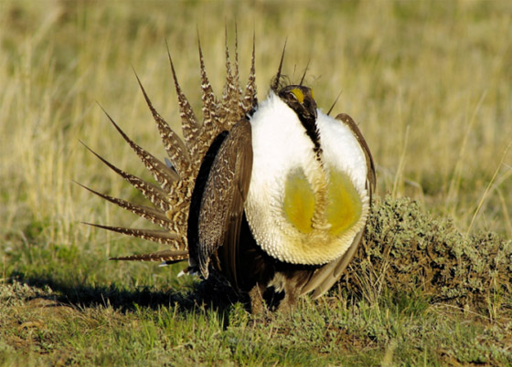 صور: تعرفوا إلى 10 من أغرب الطيور الموجودة التي لم تعرفوها من قبل! صورة رقم 2