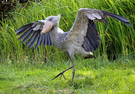 صور: تعرفوا إلى 10 من أغرب الطيور الموجودة التي لم تعرفوها من قبل! صورة رقم 3