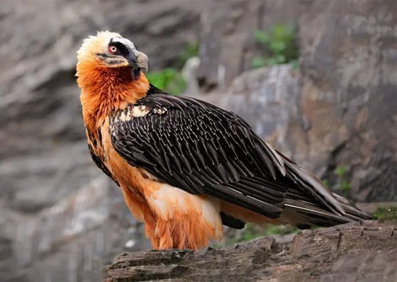 صور: تعرفوا إلى 10 من أغرب الطيور الموجودة التي لم تعرفوها من قبل! صورة رقم 4