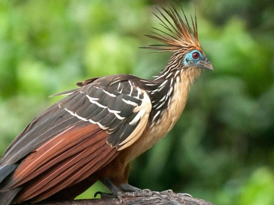 صور: تعرفوا إلى 10 من أغرب الطيور الموجودة التي لم تعرفوها من قبل! صورة رقم 5