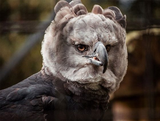 صور: تعرفوا إلى 10 من أغرب الطيور الموجودة التي لم تعرفوها من قبل! صورة رقم 6