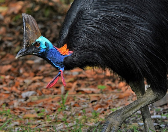 صور: تعرفوا إلى 10 من أغرب الطيور الموجودة التي لم تعرفوها من قبل! صورة رقم 7