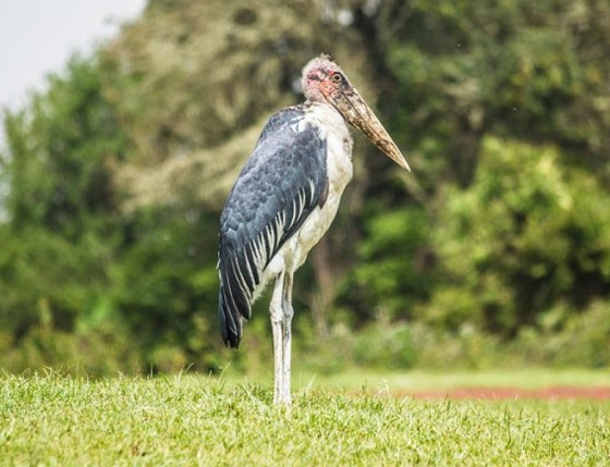 صور: تعرفوا إلى 10 من أغرب الطيور الموجودة التي لم تعرفوها من قبل! صورة رقم 8