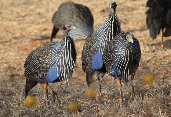 صور: تعرفوا إلى 10 من أغرب الطيور الموجودة التي لم تعرفوها من قبل! صورة رقم 9