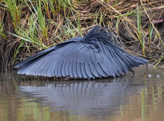 صور: تعرفوا إلى 10 من أغرب الطيور الموجودة التي لم تعرفوها من قبل! صورة رقم 10
