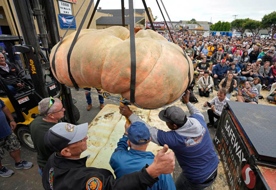 يقطينة عملاقة تزن أكثر من طن تحطم رقما قياسيا عالميا بأمريكا.. صور صورة رقم 2