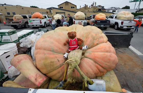 يقطينة عملاقة تزن أكثر من طن تحطم رقما قياسيا عالميا بأمريكا.. صور صورة رقم 4