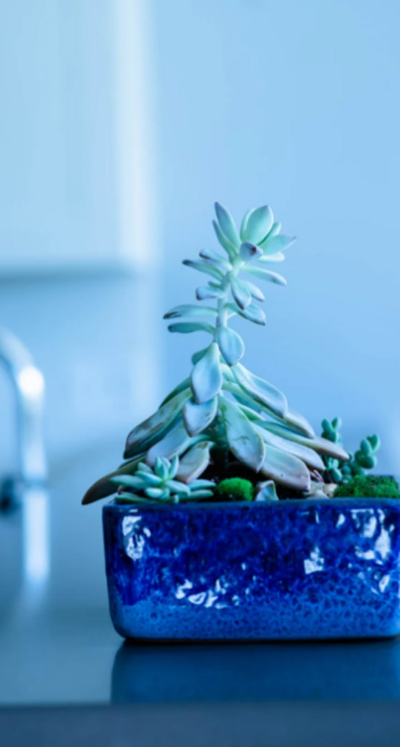 مهما كان طراز المنزل... الأزرق الكوبالتي سيُميّز ديكوراته صورة رقم 3