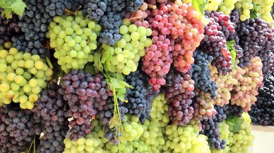 تناول العنب يوميًا قد يُحسن البصر في سن الشيخوخة صورة رقم 4