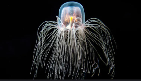 أطول الكائنات الحية عمرًا على الإطلاق صورة رقم 1 أطول الكائنات الحية عمرًا على الإطلاق صورة رقم 1