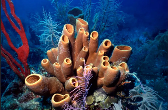 أطول الكائنات الحية عمرًا على الإطلاق صورة رقم 2 أطول الكائنات الحية عمرًا على الإطلاق صورة رقم 2