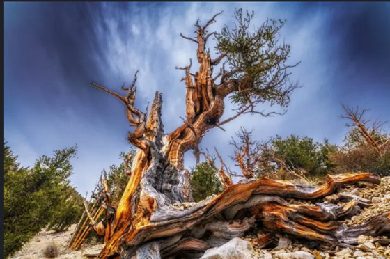 أطول الكائنات الحية عمرًا على الإطلاق صورة رقم 3 أطول الكائنات الحية عمرًا على الإطلاق صورة رقم 3