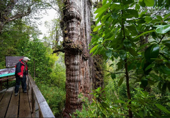 أطول الكائنات الحية عمرًا على الإطلاق صورة رقم 4 أطول الكائنات الحية عمرًا على الإطلاق صورة رقم 4