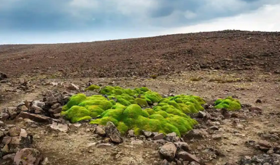 أطول الكائنات الحية عمرًا على الإطلاق صورة رقم 5 أطول الكائنات الحية عمرًا على الإطلاق صورة رقم 5