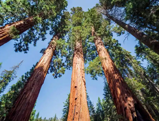 أطول الكائنات الحية عمرًا على الإطلاق صورة رقم 6 أطول الكائنات الحية عمرًا على الإطلاق صورة رقم 6