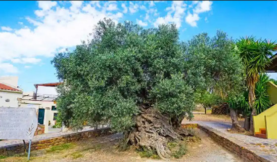 أطول الكائنات الحية عمرًا على الإطلاق صورة رقم 7 أطول الكائنات الحية عمرًا على الإطلاق صورة رقم 7