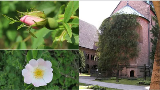 أطول الكائنات الحية عمرًا على الإطلاق صورة رقم 9 أطول الكائنات الحية عمرًا على الإطلاق صورة رقم 9