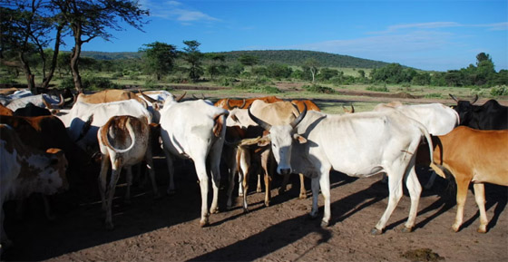 البصق وإخراج اللسان للتحية.. 10 تقاليد غريبة تمارسها شعوب حول العالم صورة رقم 9 البصق وإخراج اللسان للتحية.. 10 تقاليد غريبة تمارسها شعوب حول العالم صورة رقم 9