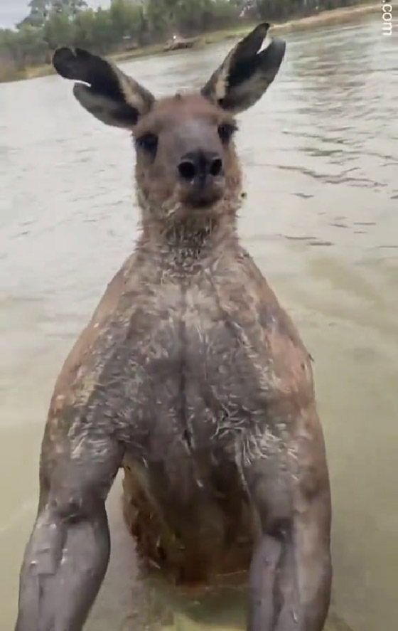 فيديو مضحك: كنغر يحاول إغراق كلب ويوسع ضربا رجلا حاول إنقاذه! صورة رقم 4 فيديو مضحك: كنغر يحاول إغراق كلب ويوسع ضربا رجلا حاول إنقاذه! صورة رقم 4