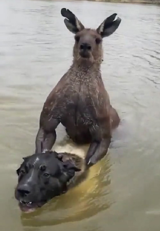 فيديو مضحك: كنغر يحاول إغراق كلب ويوسع ضربا رجلا حاول إنقاذه! صورة رقم 1 فيديو مضحك: كنغر يحاول إغراق كلب ويوسع ضربا رجلا حاول إنقاذه! صورة رقم 1