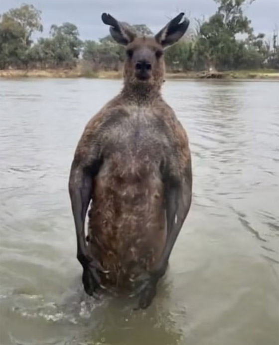 فيديو مضحك: كنغر يحاول إغراق كلب ويوسع ضربا رجلا حاول إنقاذه! صورة رقم 2 فيديو مضحك: كنغر يحاول إغراق كلب ويوسع ضربا رجلا حاول إنقاذه! صورة رقم 2