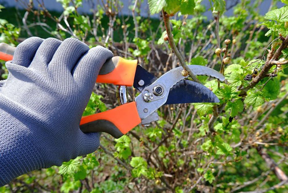 اقترب الشتاء.. جهزي حديقة منزلك الآن بهذه الطرق صورة رقم 1