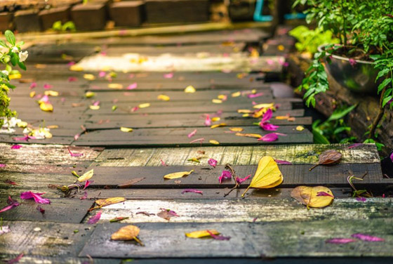 اقترب الشتاء.. جهزي حديقة منزلك الآن بهذه الطرق صورة رقم 5