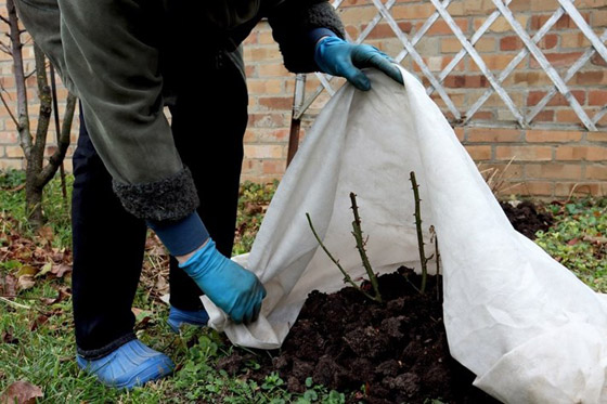اقترب الشتاء.. جهزي حديقة منزلك الآن بهذه الطرق صورة رقم 6