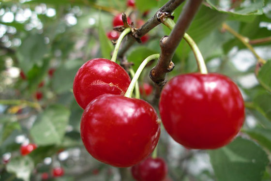 نرميها في القمامة.. مفاجأة لن تتوقعها عن نوى الكرز الحامض! صورة رقم 5