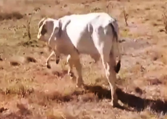 عجل بـ6 أرجل يثير حيرة العلماء.. وتفسير وحيد لهذه الحالة النادرة (صور) صورة رقم 2