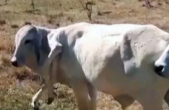 عجل بـ6 أرجل يثير حيرة العلماء.. وتفسير وحيد لهذه الحالة النادرة (صور) صورة رقم 1