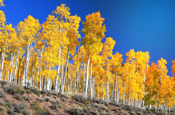 أصوات مخيفة صادرة عن أكبر كائن حي مسجل في العالم.. فيديو وصور صورة رقم 5