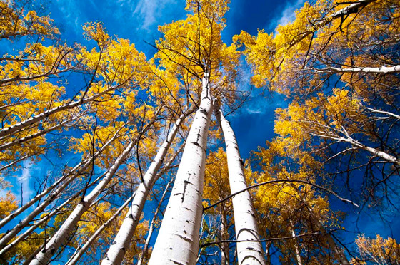 أصوات مخيفة صادرة عن أكبر كائن حي مسجل في العالم.. فيديو وصور صورة رقم 3