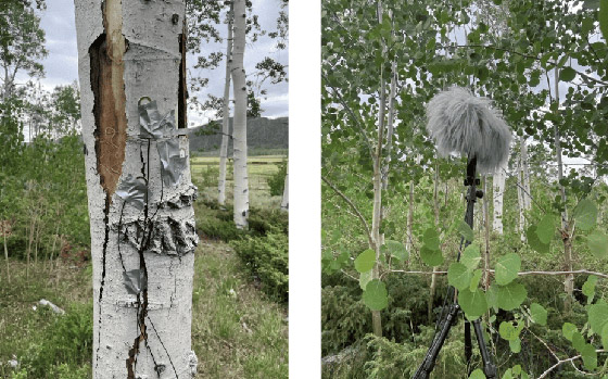 أصوات مخيفة صادرة عن أكبر كائن حي مسجل في العالم.. فيديو وصور صورة رقم 7