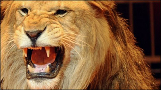 الحيوانات تخشى صوت الإنسان 