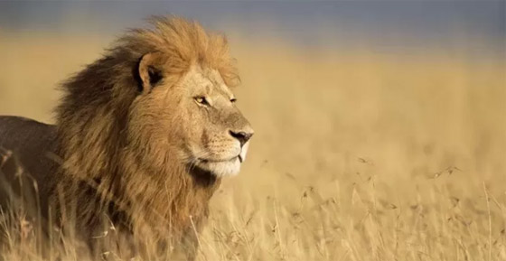 الحيوانات تخشى صوت الإنسان 