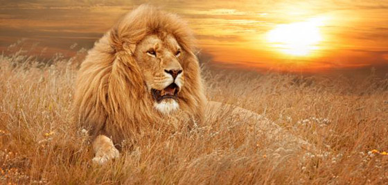 الحيوانات تخشى صوت الإنسان 