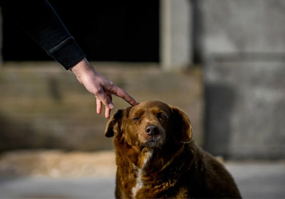 صور: نفوق أكبر كلب في العالم عن 31 سنة صورة رقم 6 صور: نفوق أكبر كلب في العالم عن 31 سنة صورة رقم 6