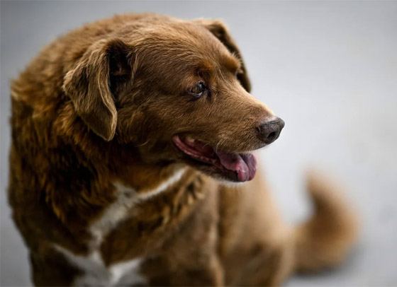 صور: نفوق أكبر كلب في العالم عن 31 سنة صورة رقم 7 صور: نفوق أكبر كلب في العالم عن 31 سنة صورة رقم 7