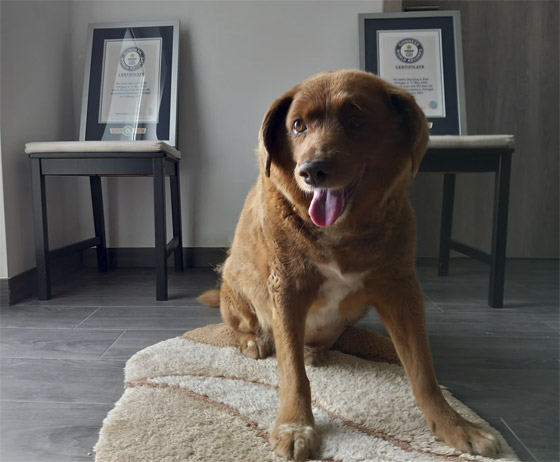 صور: نفوق أكبر كلب في العالم عن 31 سنة صورة رقم 3 صور: نفوق أكبر كلب في العالم عن 31 سنة صورة رقم 3