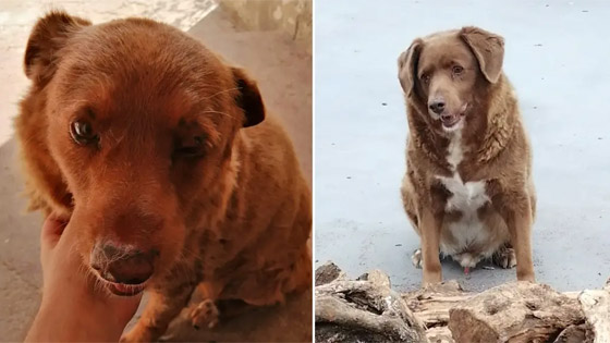 صور: نفوق أكبر كلب في العالم عن 31 سنة صورة رقم 8 صور: نفوق أكبر كلب في العالم عن 31 سنة صورة رقم 8