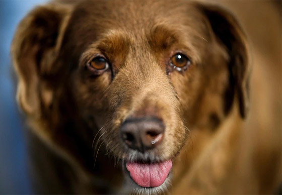 صور: نفوق أكبر كلب في العالم عن 31 سنة صورة رقم 10 صور: نفوق أكبر كلب في العالم عن 31 سنة صورة رقم 10