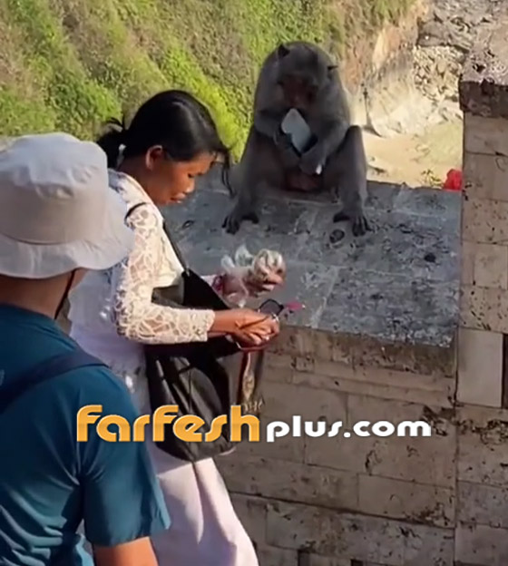 فيديو طريف: قرد يقايض سائحة سرق هاتفها.. وهذا ما طلبه! صورة رقم 1