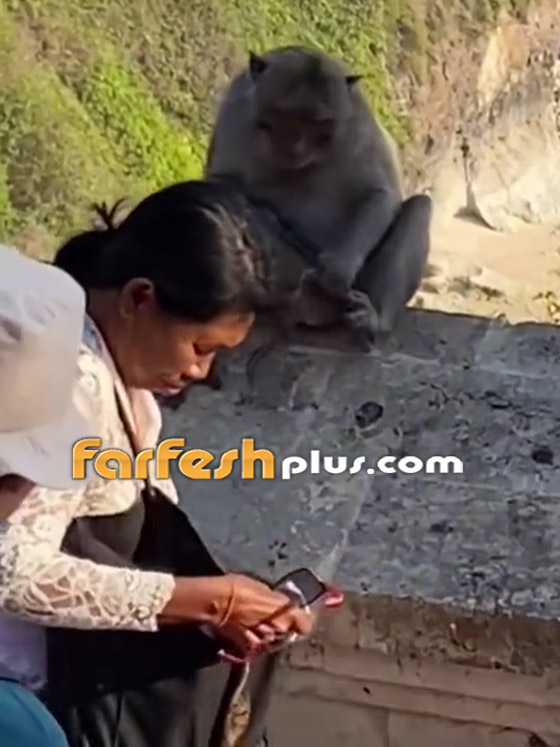 فيديو طريف: قرد يقايض سائحة سرق هاتفها.. وهذا ما طلبه! صورة رقم 2