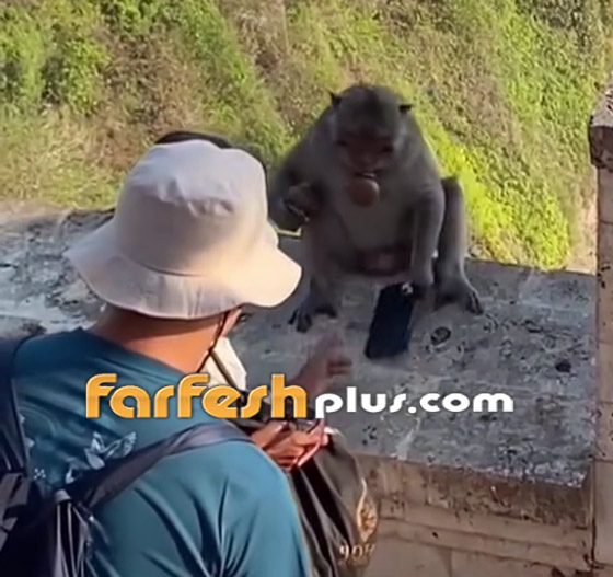 فيديو طريف: قرد يقايض سائحة سرق هاتفها.. وهذا ما طلبه! صورة رقم 4