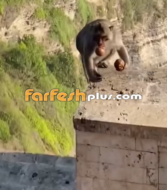 فيديو طريف: قرد يقايض سائحة سرق هاتفها.. وهذا ما طلبه! صورة رقم 5