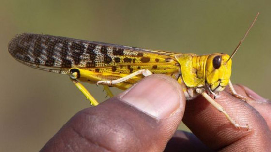 جراد نيبراسكا.. وقصة الغزو «الحشري» الأكبر في التاريخ صورة رقم 4