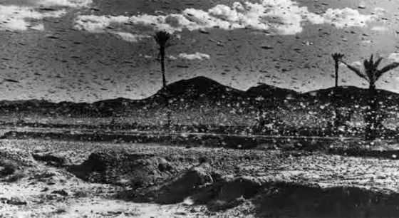 جراد نيبراسكا.. وقصة الغزو «الحشري» الأكبر في التاريخ صورة رقم 1